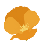 poppy (1)